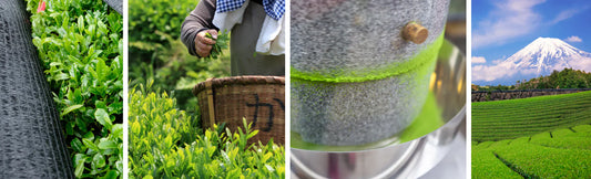 THAT IS WHY MATCHA TEA IS UNIQUE